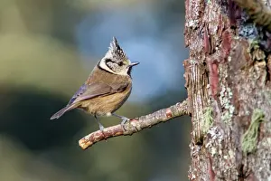 Allariz: European Crested Tit perched on branch Allariz
