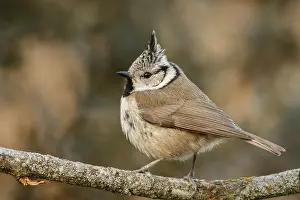 120618: European Crested Tit - perched on a branch - Cantalejo