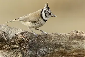 060318: European Crested Tit - perched on a branch - Catile