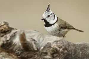 060318: European Crested Tit - perched on a branch - Catile