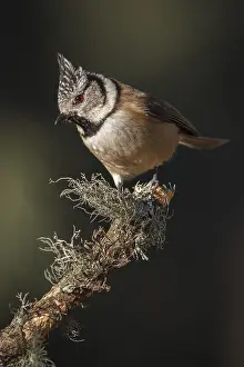 030517: European Crested Tit perched on a branch Galicia Spain