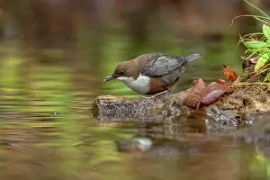 Dipper: European dipper - adult dipper sitting on a rock in a brook