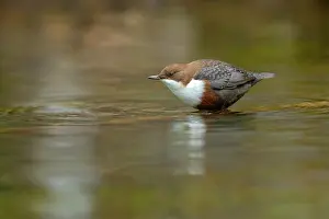 Dipper: European dipper - adult dipper sitting on a twig in a brook