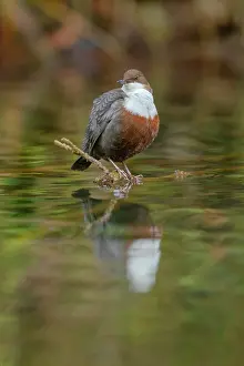 Dipper: European dipper - adult dipper sitting on a twig in a brook