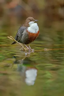 Dipper: European dipper - adult dipper sitting on a twig in a brook