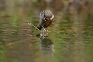 Dipper: European dipper - adult dipper sitting on a twig in a brook