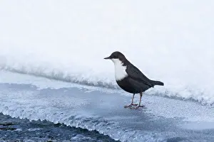 Dipper: European Dipper ice