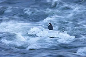Dipper: European Dipper ice