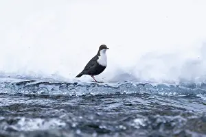 Dipper: European Dipper ice