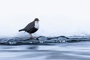 Dipper: European Dipper ice