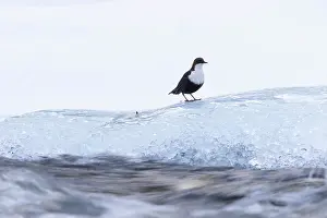 Dipper: European Dipper ice