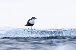 Dipper: European Dipper ice
