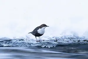 Dipper: European Dipper ice