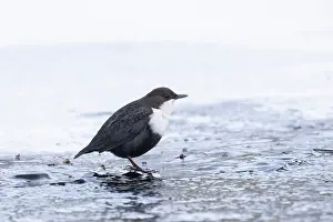 Dipper: European Dipper ice