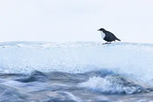 Dipper: European Dipper ice