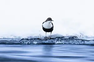 Dipper: European Dipper ice