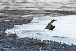 Dipper: European Dipper ice