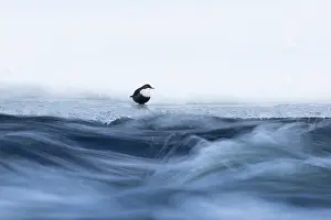 Dipper: European Dipper ice