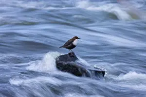 Dipper: European Dipper ice