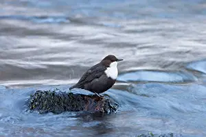 Dipper: European Dipper ice