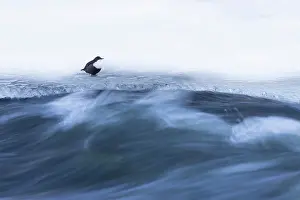 Dipper: European Dipper ice