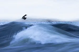 Dipper: European Dipper ice