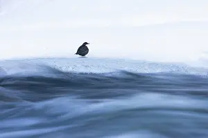 Dipper: European Dipper ice
