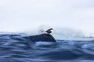 Dipper: European Dipper ice