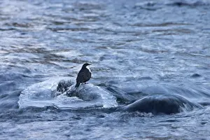 Dipper: European Dipper ice