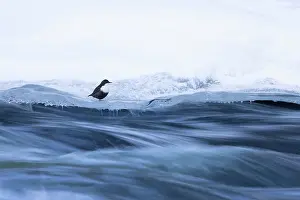 Dipper: European Dipper ice