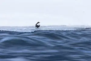 Dipper: European Dipper ice