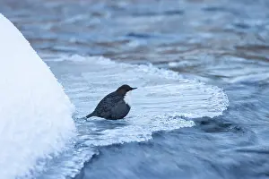 Dipper: European Dipper ice