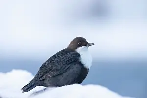 Dipper: European Dipper ice