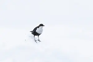 Dipper: European Dipper ice