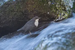 Dipper: European Dippouer - adult bird - Germany