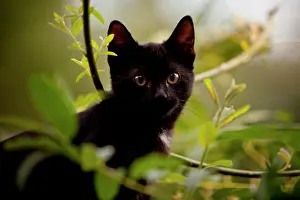 Housecat: European domestic cat, kitten, black, about 3 months
