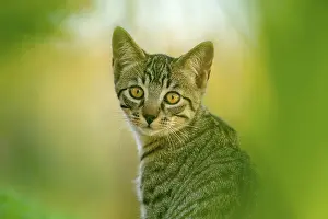Bern: European domestic cat, portrait, brown-black tabby
