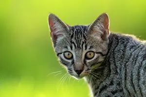 Bern: European domestic cat, portrait, brown-black tabby