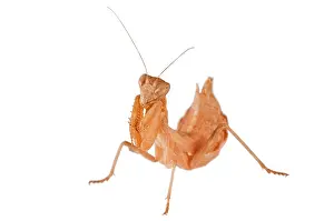 Ameles: European Dwarf Mantis on white background
