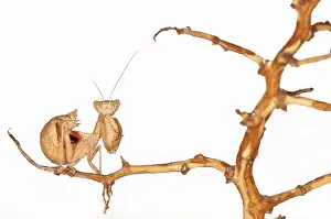 Mantises: European Dwarf Mantis on white background