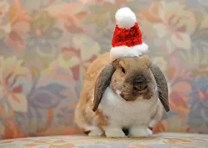 Headdress: European Dwarf Rabbit (Oryctolagus cuniculus) wearing