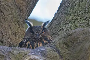 061021: European Eagle Owl - breeding female in nest in