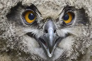 Pictures: European eagle owl (Bubo bubo)