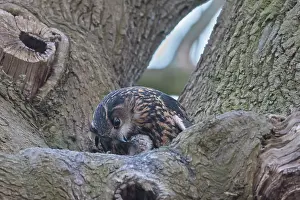 Parental: European Eagle Owl - female feeding owlets in nest