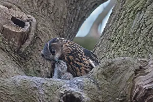 Parental: European Eagle Owl - female feeding owlets in nest