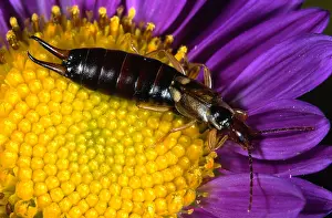 Earwig: European Earwig