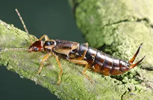 Earwig: European Earwig