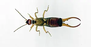 Pinchers: European Earwig