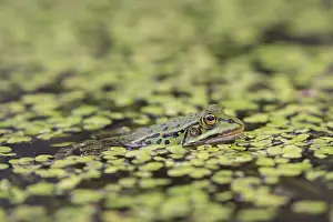 Lurch: European Edible Frog - adult frog in pond among