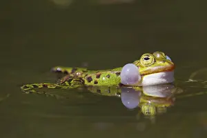 Pouches: European Edible Frog calling frog in water